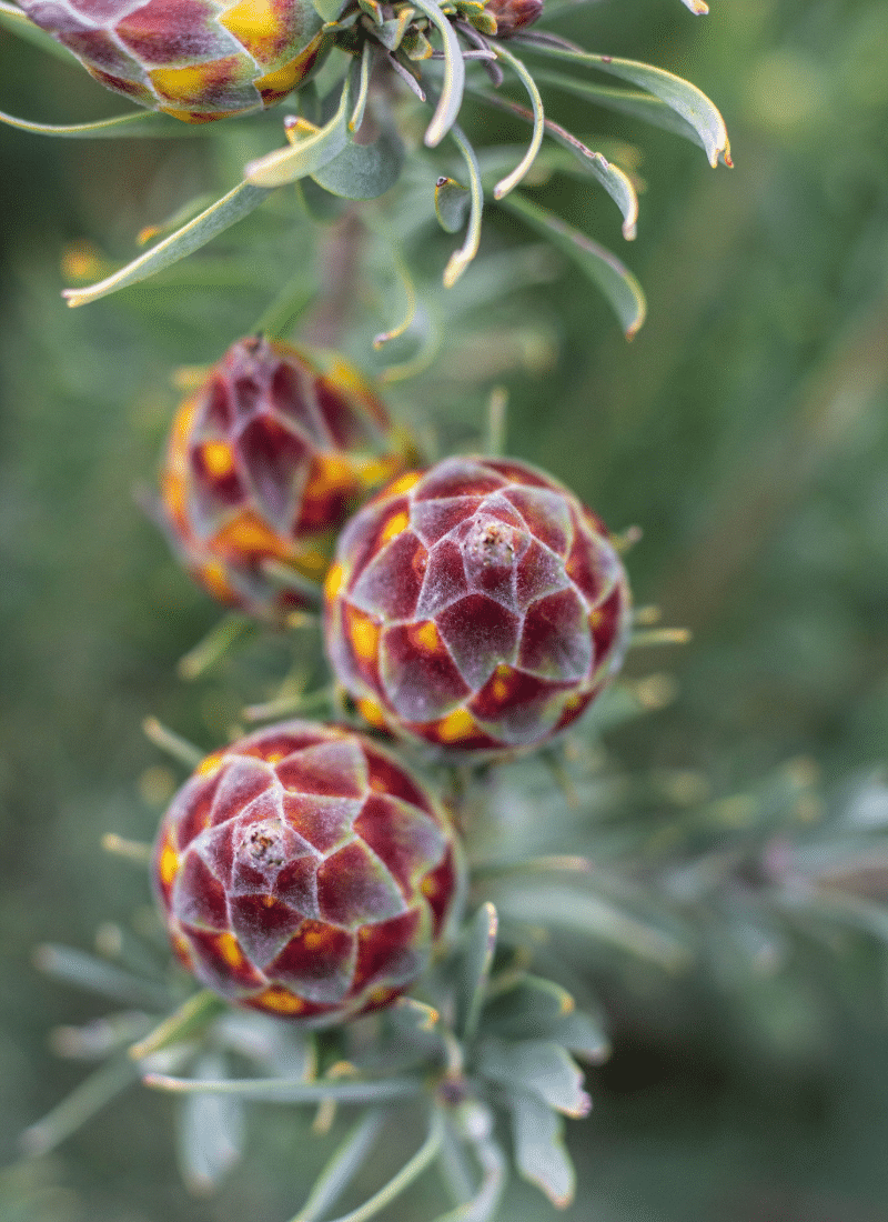 Images_TelosTerra-11-Gallery_03