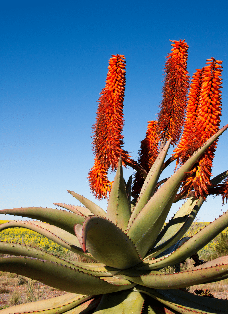 Images_TelosTerra-9-Gallery_01