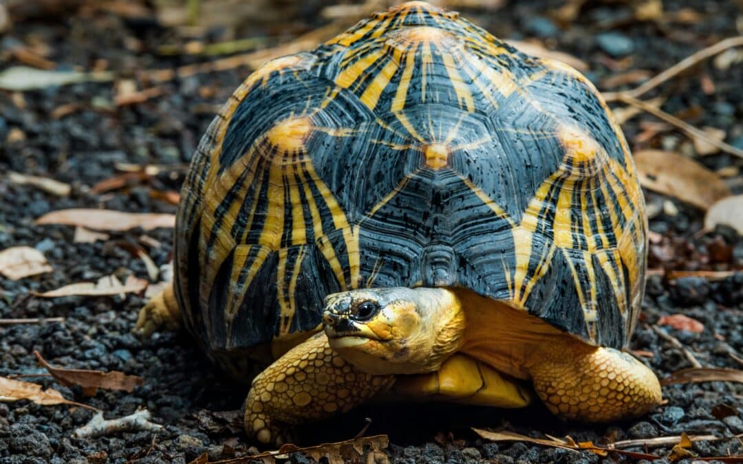 Science Cannot Save Species Alone