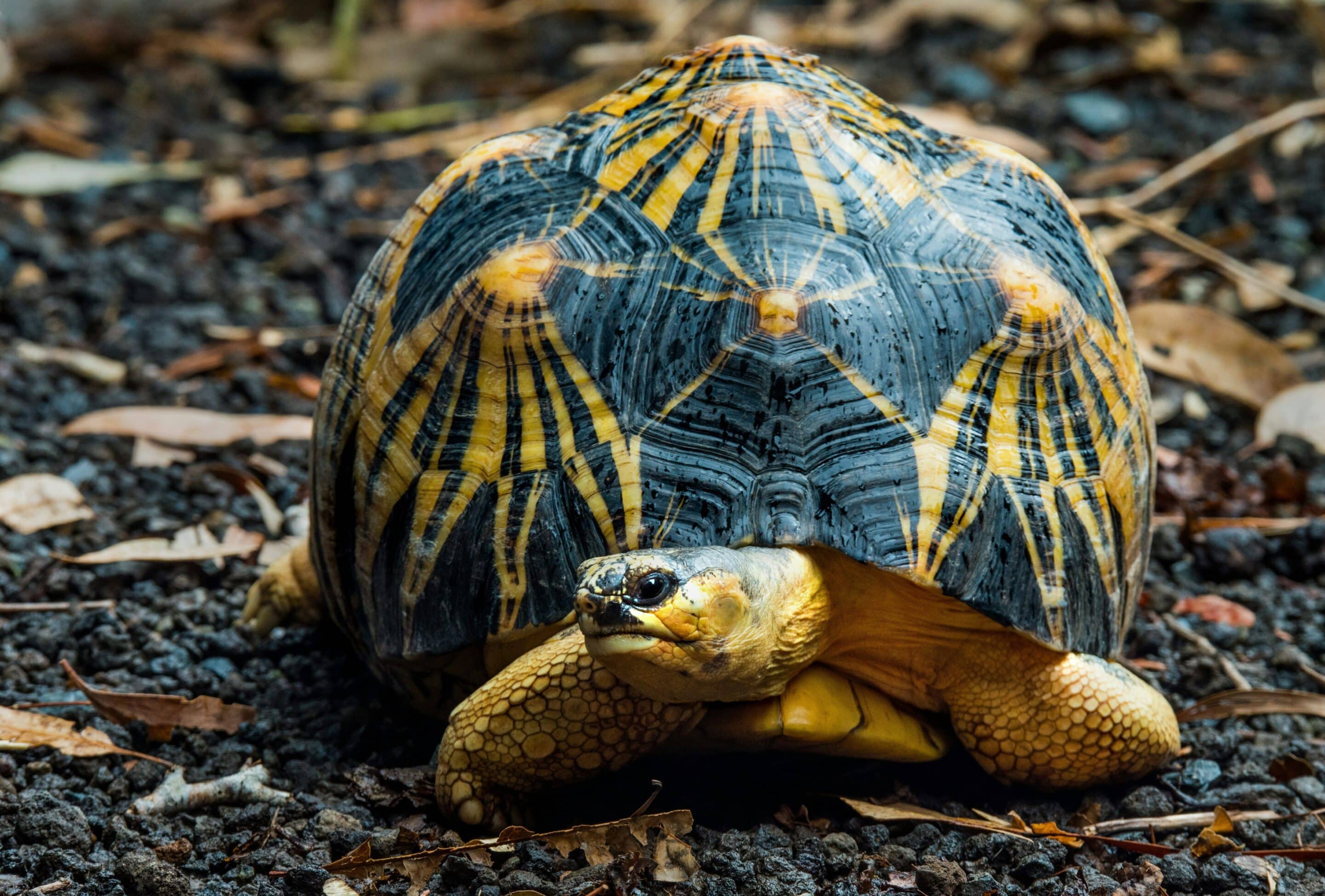 Science Cannot Save Species Alone